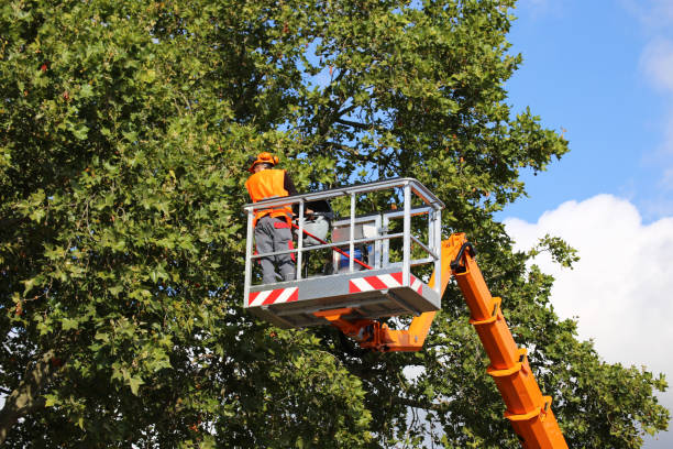 How Our Tree Care Process Works  in  Huron, CA