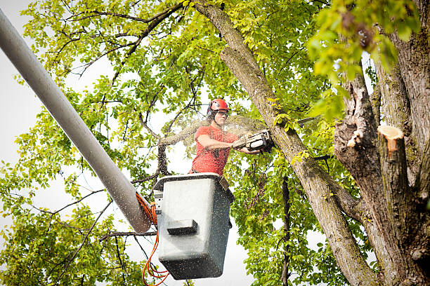 Best Aeration Services  in Huron, CA